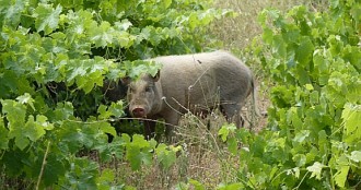 Capturen al Priorat dotze porcs vietnamites hibridats amb senglar