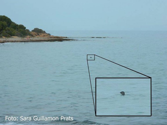 Troben una foca atlàntica a la costa de Llavaneres i Cadaqués