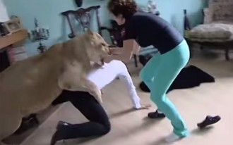 Els perills de tenir un lleó a casa