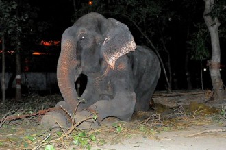 Raju, l'elefant que va viure 50 anys esclavitzat, plora després de ser alliberat
